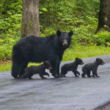 Maple Trails, Wifi, 1089 Free Tickets Each Paid Day, Dollywood And More Gatlinburg Bagian luar foto
