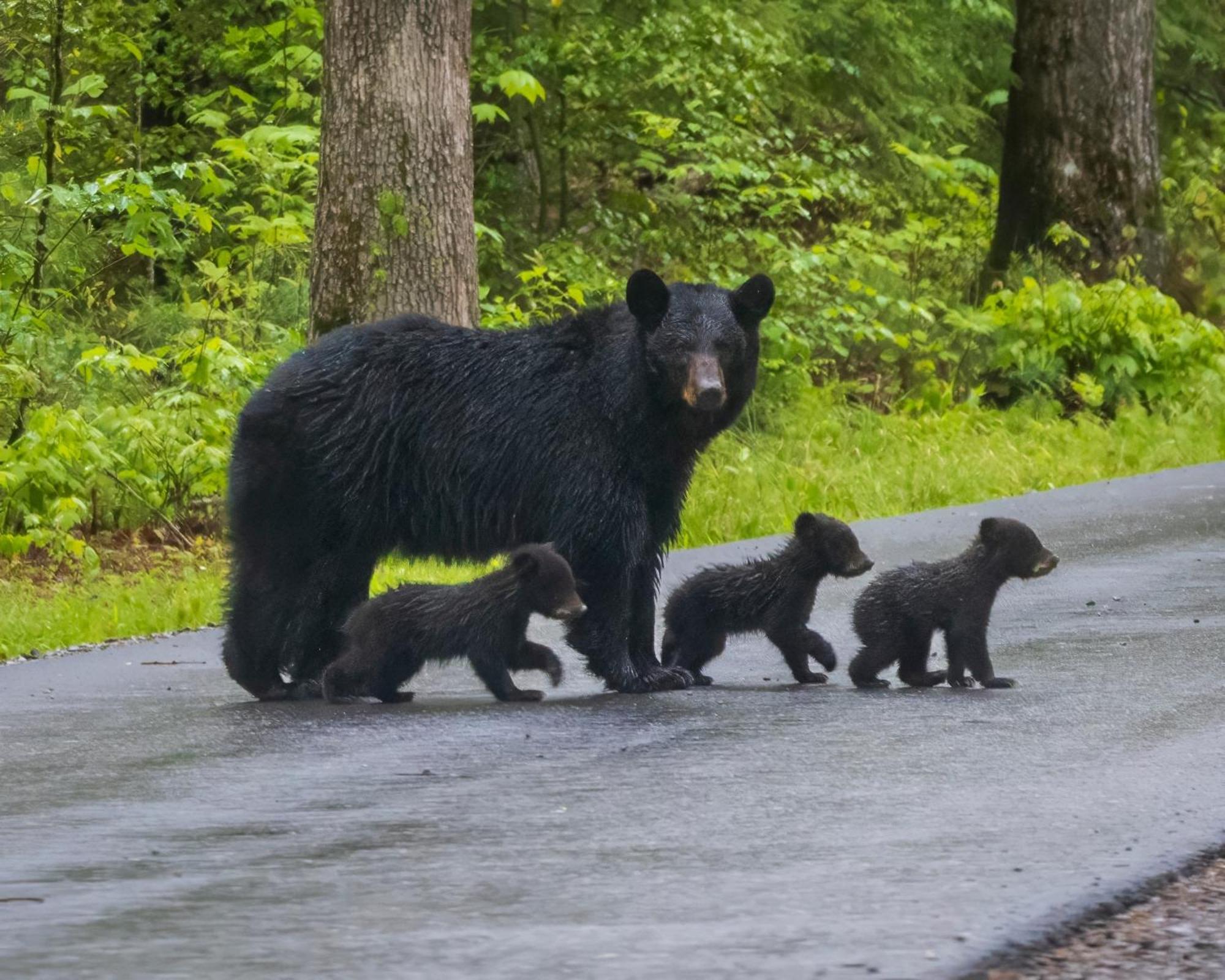 Maple Trails, Wifi, 1089 Free Tickets Each Paid Day, Dollywood And More Gatlinburg Bagian luar foto